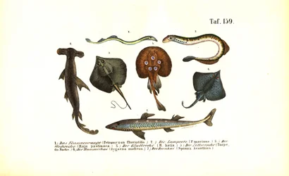 Primitive fisk og rokker