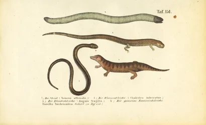 Skink, cylindrisk skink, langsom orm og caecilian