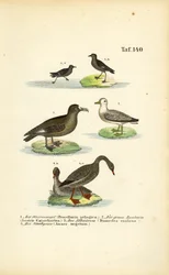 Stormsvale, storkjove, albatros og sædgås