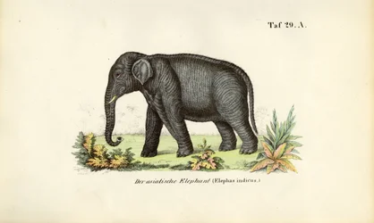 Den asiatiske elefant