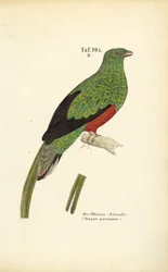 Den pavoninske quetzal