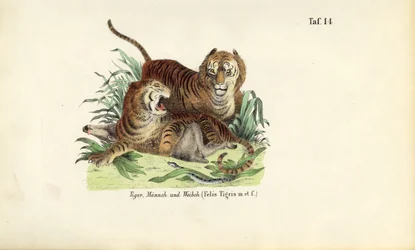 Tigre, hanner og hunner