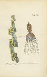 Venusgylden og blærerod