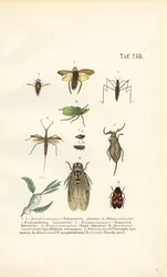 Vandinsekter og andre insekter
