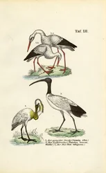 Hvid stork, skestork og hellig ibis