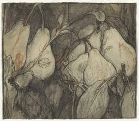 Hertuginde af Angouleme-peren