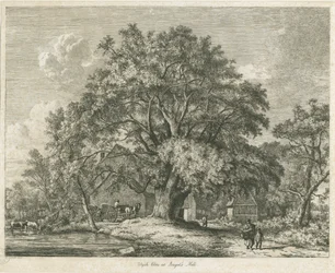 Blithfield - Wych Elm: ætsning, 1825