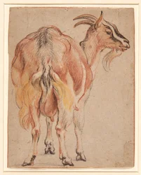 Ged, ca. 1657 (kridt & vask forhøjet med hvid)