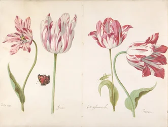 Fire Tulipaner: Smørmand Smørmand, Joncker Adelsmand, Stor Plumaceous..., c. 1635-45.