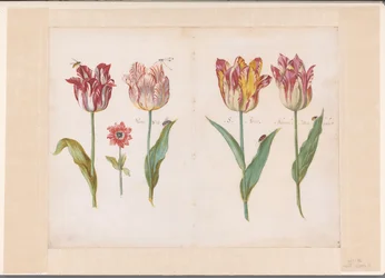 Ark fra en Tulipanbog Fire tulipaner med insekter og en mindre blomst Ensemble af foldede blade og med tulipaner på begge sider (serietitel)
