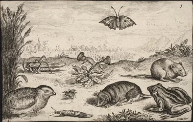 Smådyr og insekter: Græshoppe, sommerfugl, markmus, agerhøne, bi, snegl, muldvarp og frø.