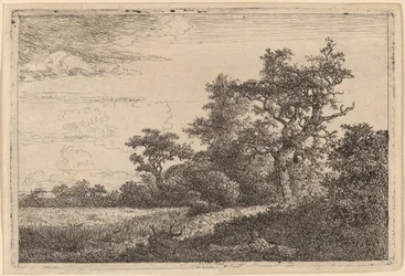 Kornmark ved kanten af en skov (majsmark)