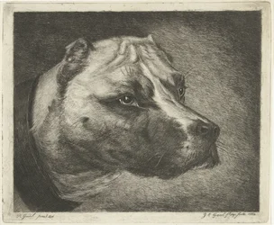 Hundehoved med halsbånd