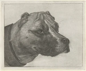 Hundehoved med halsbånd