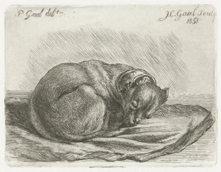 Sovende hund, liggende på et tæppe