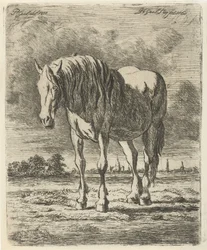 Stående hvid hest