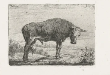 stående tyr