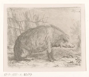 Siddende vildsvin