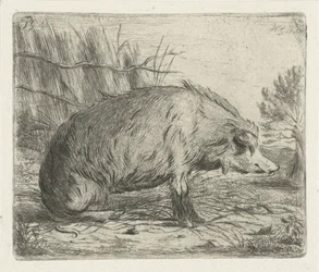 Siddende vildsvin