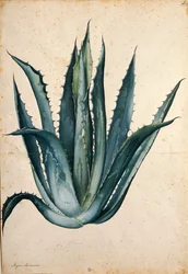 Århundrede plante (Agave americana) af Jacopo Ligozzi
