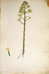 Århundrede planteblomst (Agave americana) af Jacopo Ligozzi