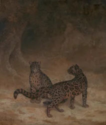 Skyede leoparder