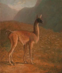 guanaco