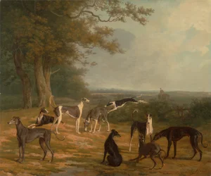 Ni gråhunde i et landskab