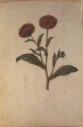 Calendula officinalis, ca. 1568