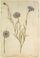 Kornblomst: Centaurea cyanus, ca. 1568, af J. le Moyne de Morgues (ca. 1530-88)