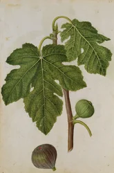 Fig: Ficus, ca. 1568, af J. le Moyne de Morgues (ca. 1530-88)