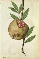 Granatæble: Punica granatum, ca. 1568, af J. le Moyne de Morgues (ca. 1530-88)