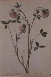 Trifolium pratense, ca. 1568