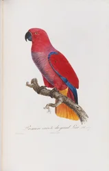 Første variant af den store lori, graveret af Langlois, ca. 1801-05