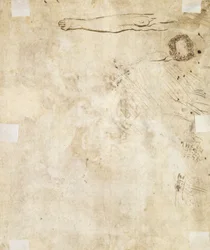 Studie af et ben, blomstre og kruseduller, 1610-17