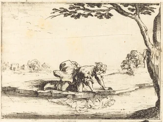 Narcissus kigger i vandet