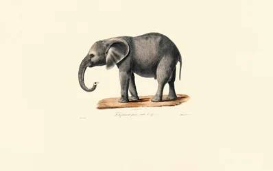 Afrikansk elefant (ungdyr)