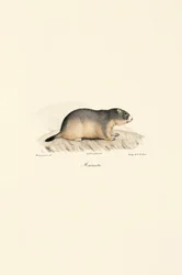 Alpin murmeldyr