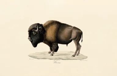 Amerikansk bison