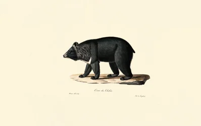 Asiatisk sortbjørn (tibetansk bjørn)