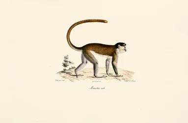 Blå abe (Cercopithecus mitis)