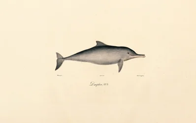 Flaskehalsdelfin (Tursiops truncatus)