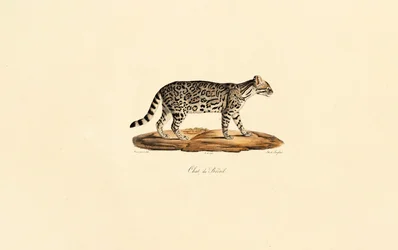 Brasiliansk tigerkat