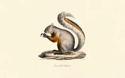 Californisk jordegern