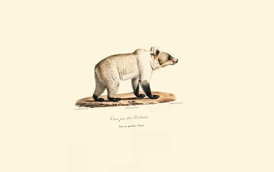 Kantabrisk brun bjørn (Ursus arctos pyrenaicus)