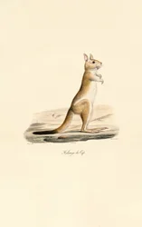 Kapspringende hare