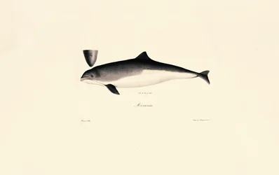 Almindelig flaskehalsdelfin