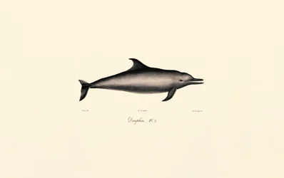 Almindelig delfin (Delphinus delphis)