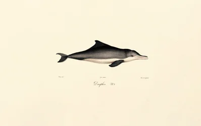 Almindelig delfin (Delphinus delphis)