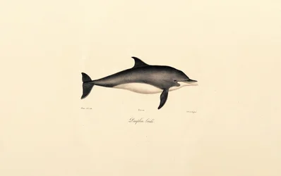 Almindelig delfin (Delphinus delphis)